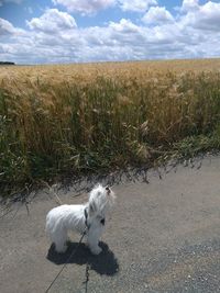 View of dog on field against sky