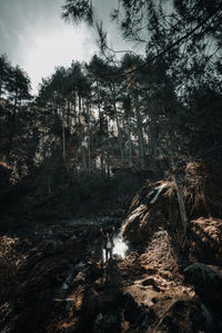 Scenic view of forest against sky