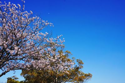 Low angle view of cherry blossom against blue sky