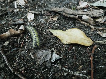 High angle view of dry leaves on land