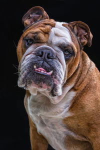 Close-up of a dog looking away