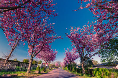 Pink cherry blossoms on road against blue sky