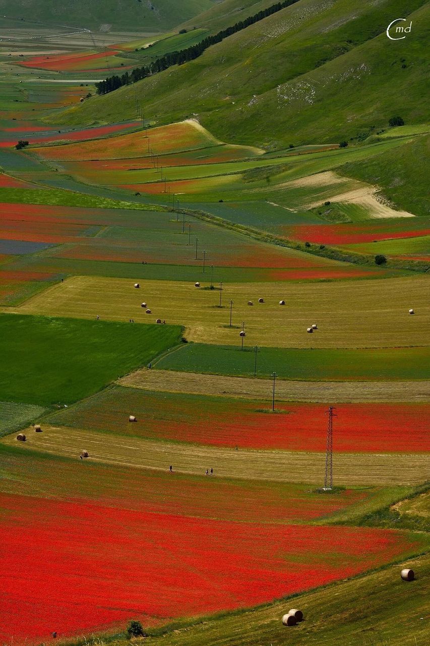 landscape, field, grass, green color, tranquility, tranquil scene, scenics, beauty in nature, nature, rural scene, grassy, multi colored, idyllic, growth, outdoors, day, remote, non-urban scene, no people, horizon over land, green, sky, colorful