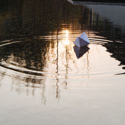 High angle view of bird floating on water