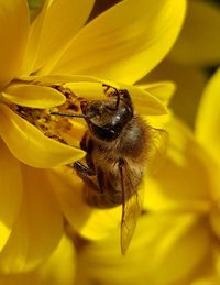 Close-up of bee pollinating on yellow flower