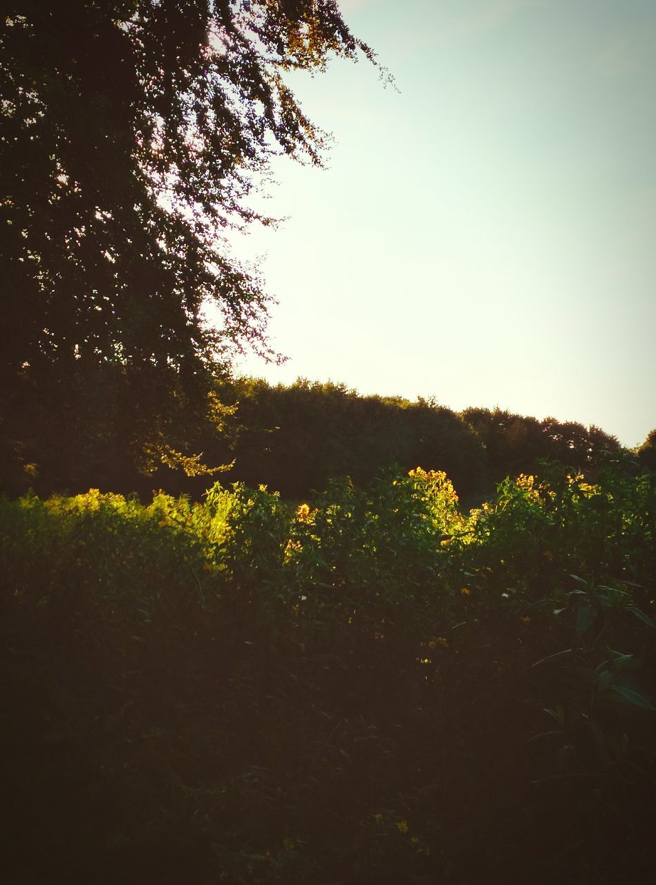 YELLOW FLOWERS GROWING ON FIELD