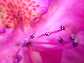 Close-up of azalea stamen