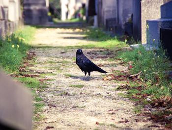 Bird on grass