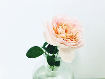 Close-up of white flower in vase