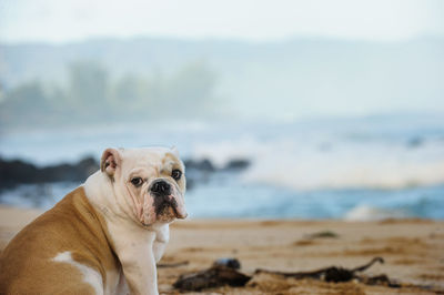 Close-up of dog on beach