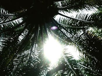 Low angle view of sunlight streaming through palm tree