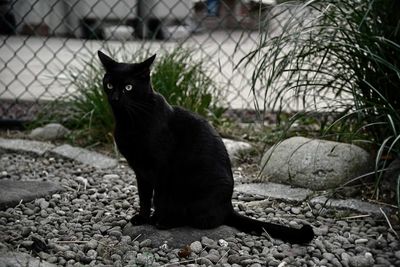 Black cat looking away while sitting on pebbles