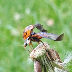 Close-up of butterfly perching on flower