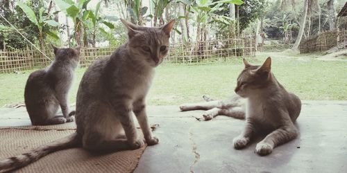Cats sitting in a park