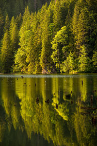 Scenic view of lake in forest