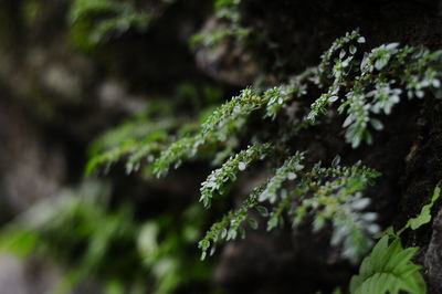 Close-up of fresh green plant