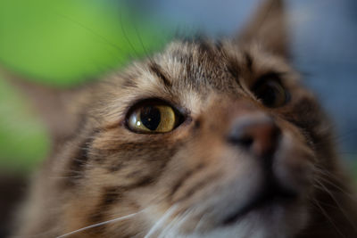 Close-up portrait of cat