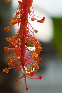 Close up of orange leaf