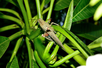 Close-up of insect on leaf