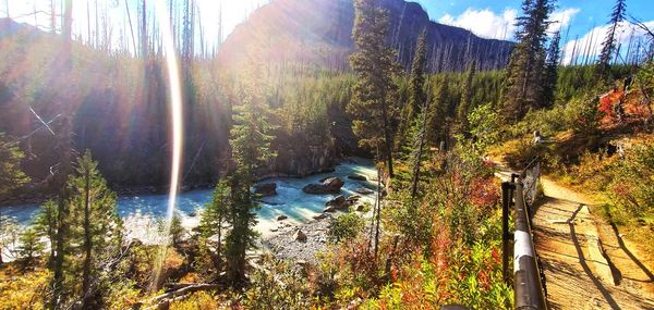 Panoramic shot of trees growing in forest