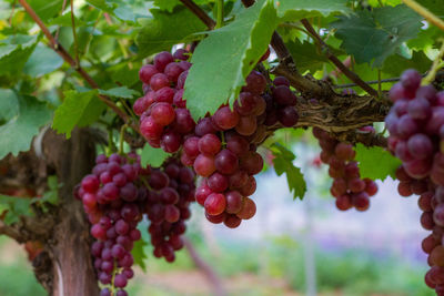 Close-up of grapes growing in vineyard