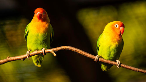 Two beautiful parrots, sun conure on tree branch. bird background. selective focus
