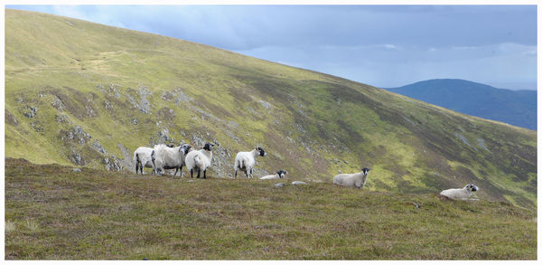 Horses grazing on field against sky