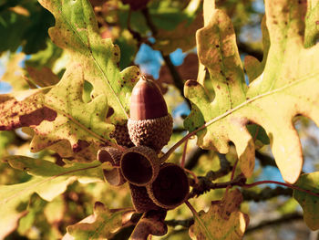 Brown acorns on