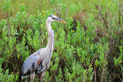 Great blue heron standing amidst plants on field