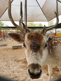 Close-up of deer