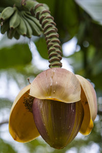 Close-up of banana against blurred background