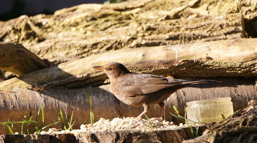 Side view of bird perching on rock