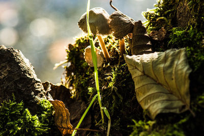 Close-up of cactus plants