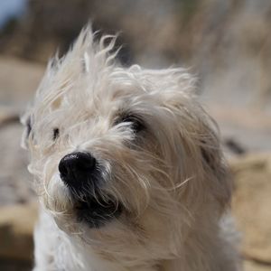 Close-up of dog