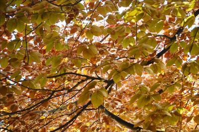 Low angle view of trees