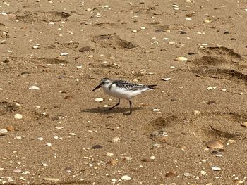 High angle view of bird on sand