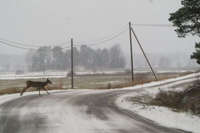 View of horse on road against sky during winter