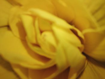 Full frame shot of yellow rose