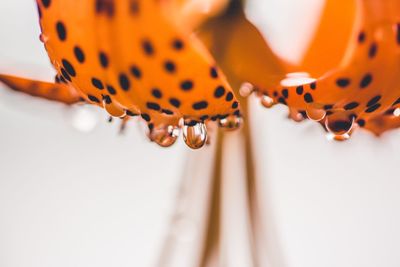 Raindrops dripping from tiger lily flower