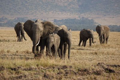 Horses in a landscape