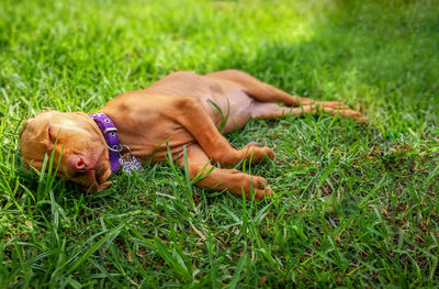 Dog lying on grass