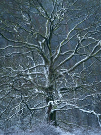 Full frame shot of bare tree in winter