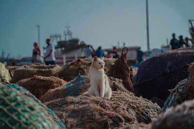 Cat relaxing on fishing net at harbor