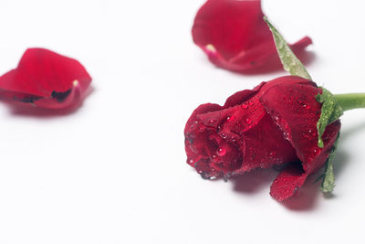 Close-up of pink roses against white background