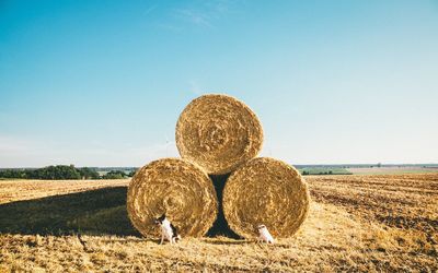 Hay bales on field