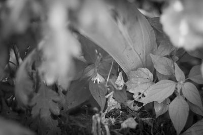 Close-up of leaves on plant