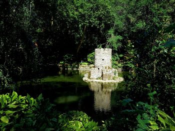 Reflection of trees in pond