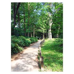 Footpath amidst trees