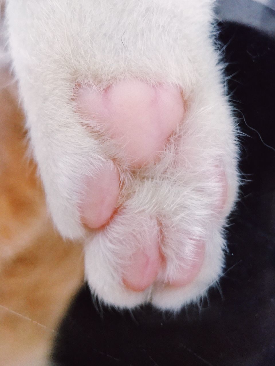 domestic, domestic animals, pets, mammal, animal, animal themes, one animal, paw, vertebrate, cat, close-up, animal leg, feline, domestic cat, animal body part, white color, no people, high angle view, relaxation, indoors