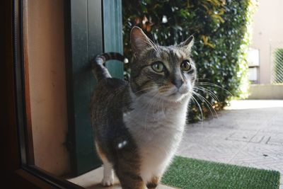 Close-up portrait of a cat